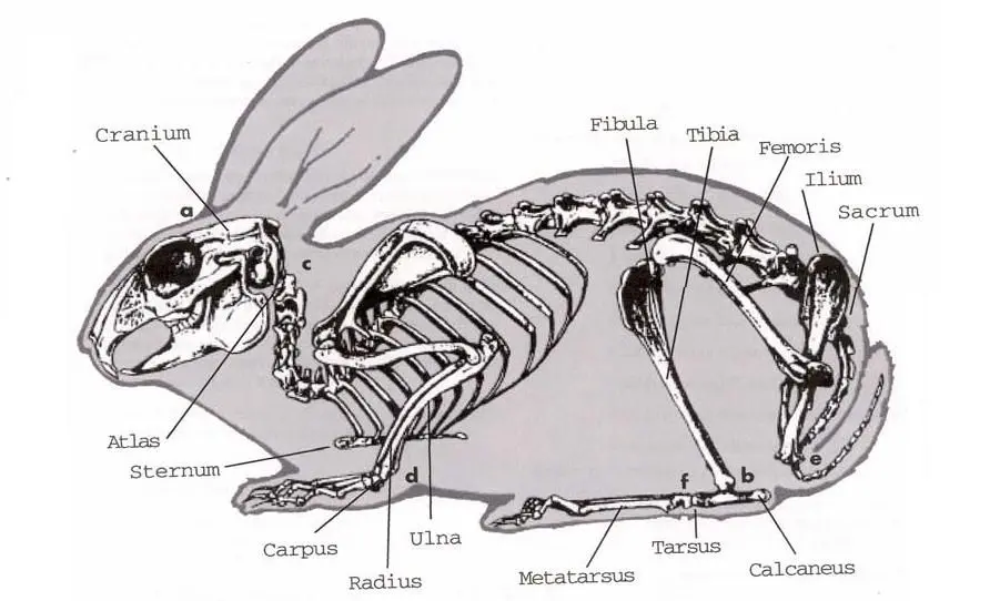 anatomía y fisiología de los conejos