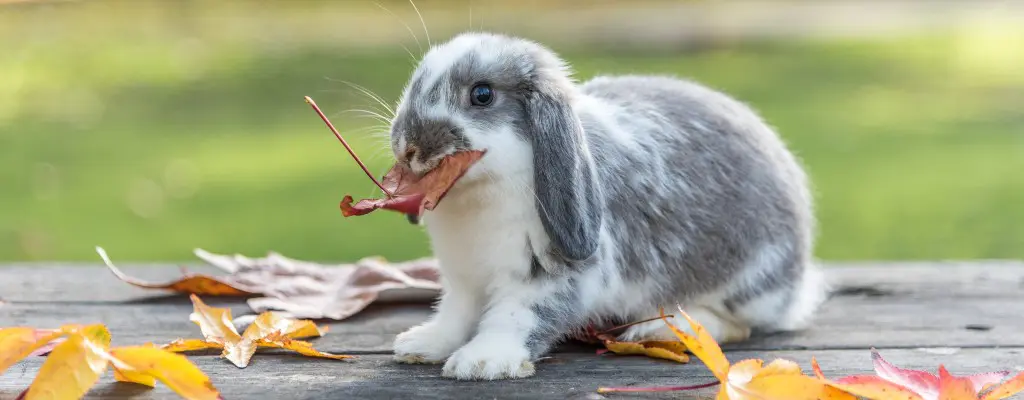 conejo belier comiendo hojas