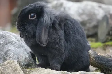 conejo belier negro