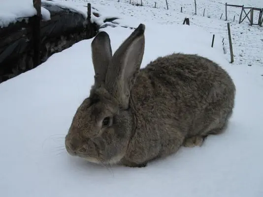 conejo gigante de flandes en la nieve