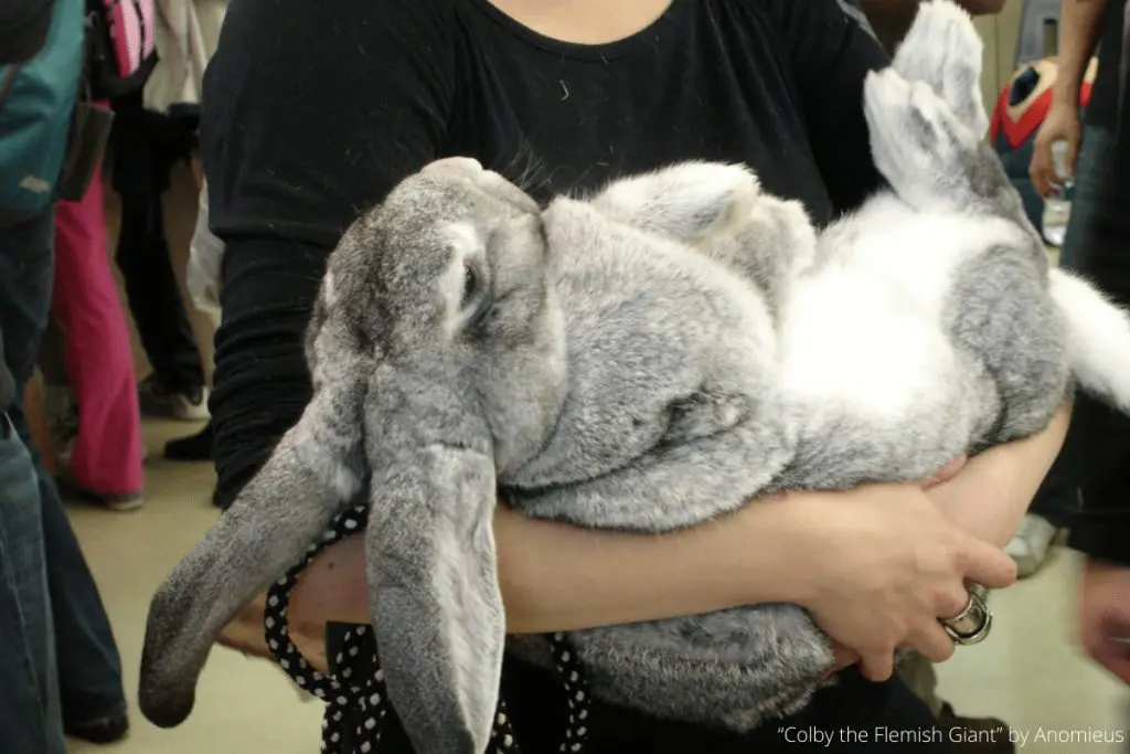 conejo gigante de flandes gris claro