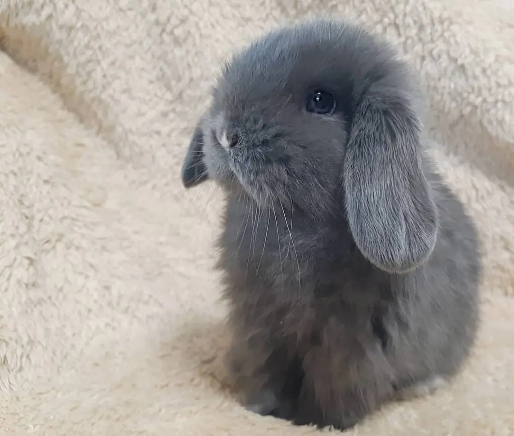 conejo mini lop azul