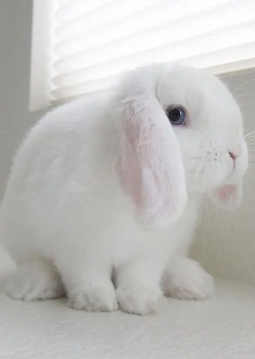 conejo mini lop blanco