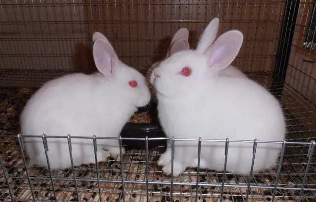 conejos blancos de florida