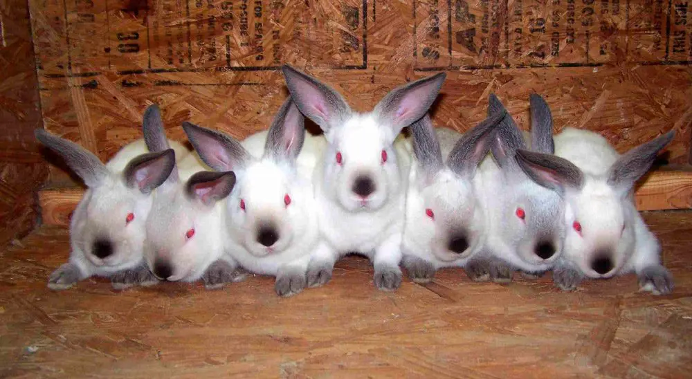 grupo de conejos californianos