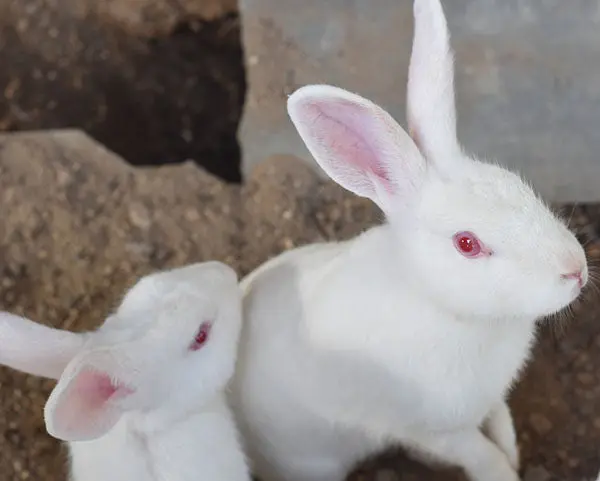 pareja de conejos blancos de florida