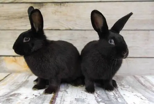 pareja de conejos habana