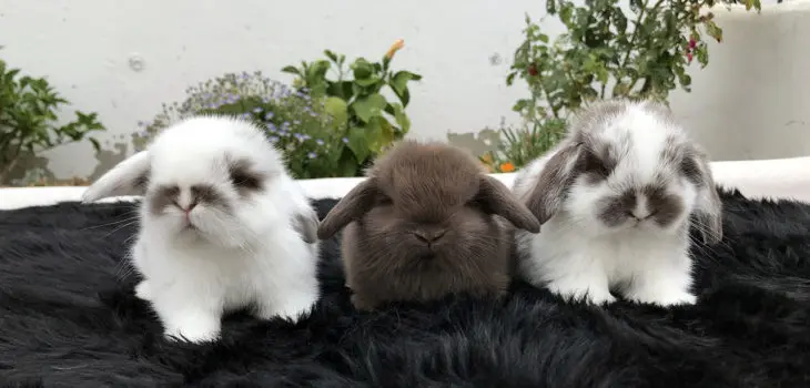 trío de conejos belier