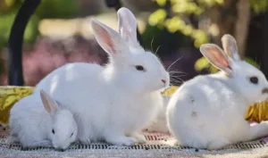 Cómo nacen los conejos