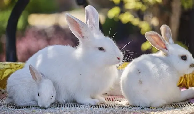 ¿cómo Nacen Los Conejos Reproducción De Los Conejosemk 3740