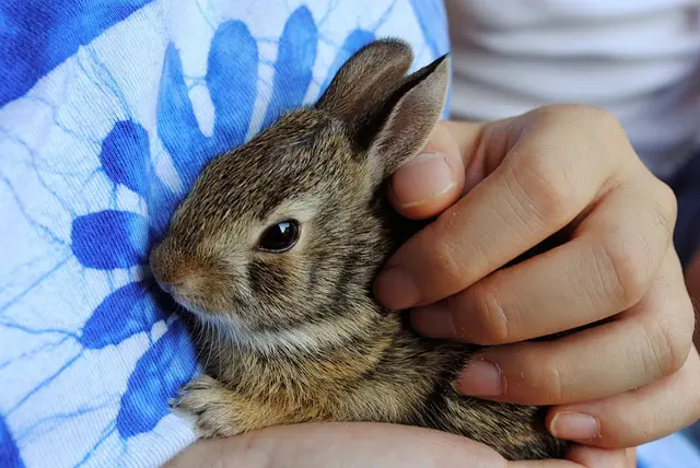 cuidar a un conejo bebé