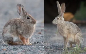 diferencias entre conejos liebres