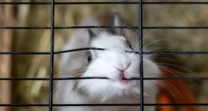 Mi conejo muerde la jaula