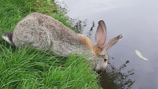 mi conejo bebe mucha agua