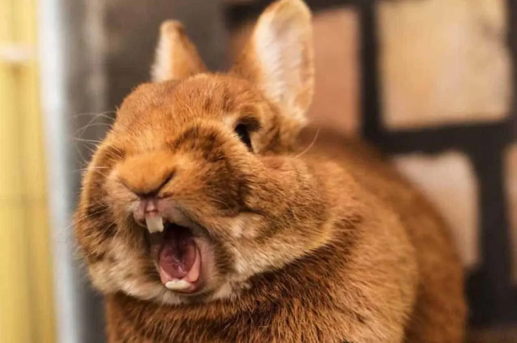 mi conejo estornuda