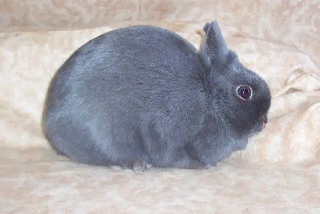 un conejo polaco azul