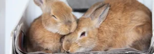 conejos son sociables