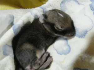 darle calor a un conejo recién nacido
