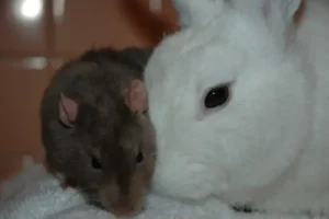 los conejos atraen a las ratas