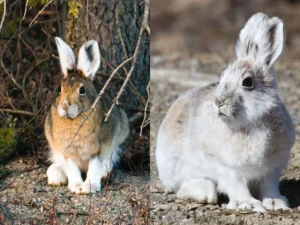 los conejos cambian de color