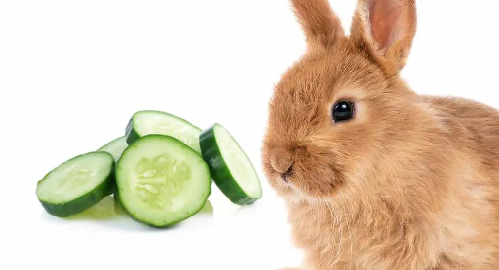 los conejos comen pepino