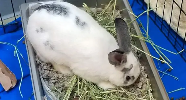 mi conejo escarba en la jaula