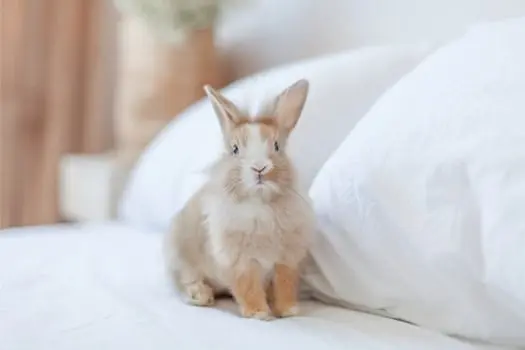 mi conejo se sube a la cama