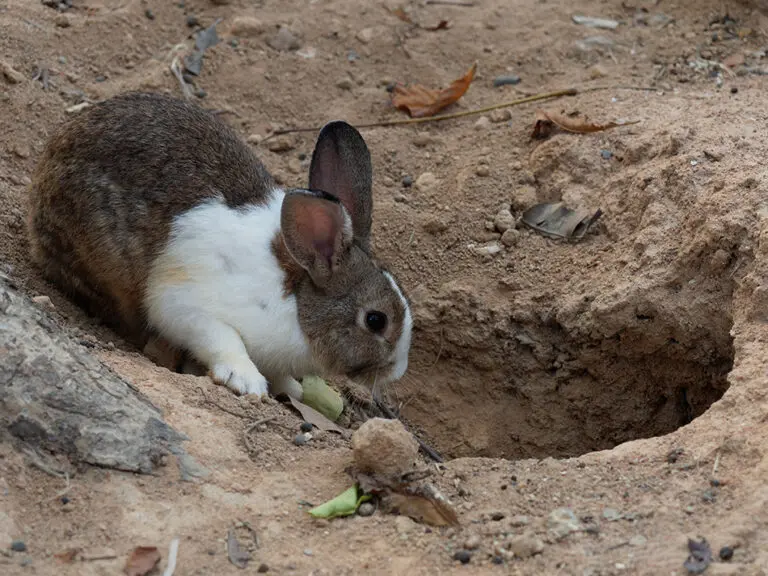por qué hacen hoyos los conejos