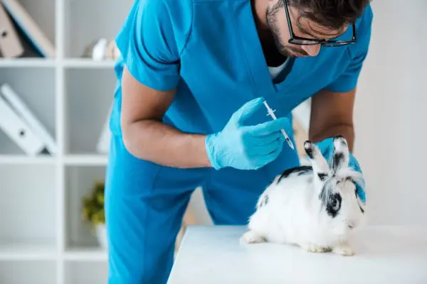 vacunas para conejos