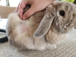 Mi conejo pierde mucho pelo