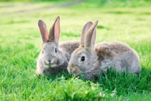 se puede cruzar conejos hermanos